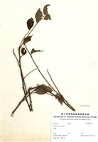 藏品(李)的圖片